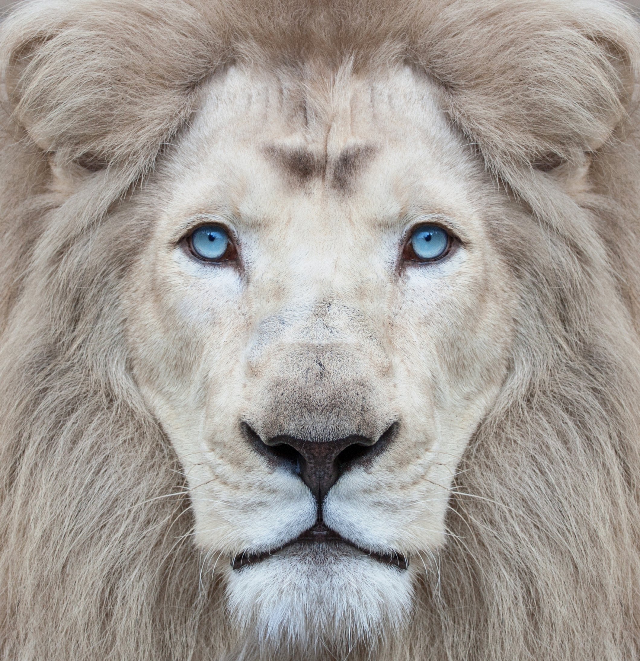 Lionstaringdirect.jpg